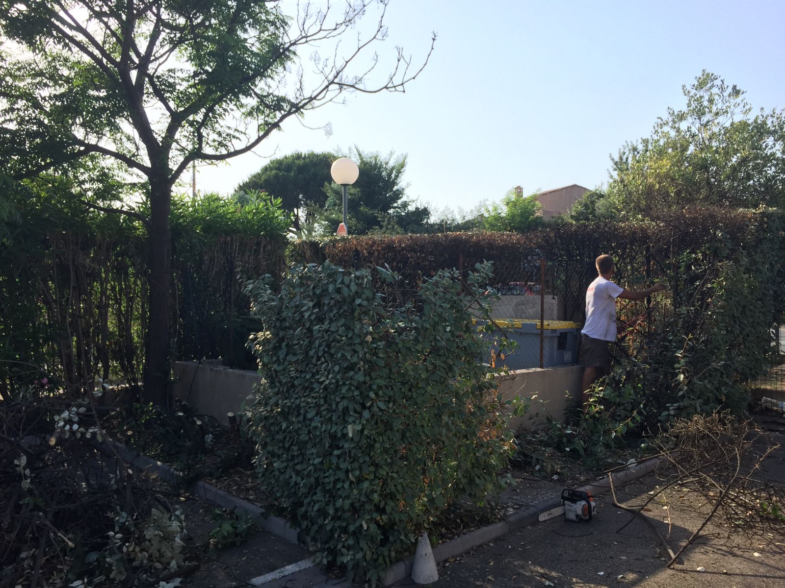 remplacement d'une haie végétale sur Fréjus